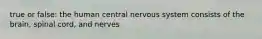 true or false: the human central nervous system consists of the brain, spinal cord, and nerves