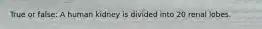 True or false: A human kidney is divided into 20 renal lobes.