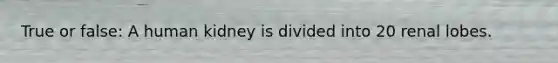 True or false: A human kidney is divided into 20 renal lobes.