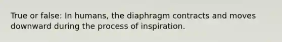 True or false: In humans, the diaphragm contracts and moves downward during the process of inspiration.