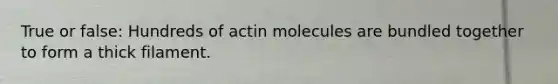 True or false: Hundreds of actin molecules are bundled together to form a thick filament.