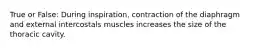 True or False: During inspiration, contraction of the diaphragm and external intercostals muscles increases the size of the thoracic cavity.