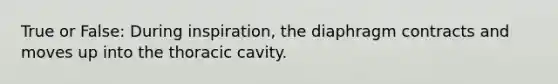 True or False: During inspiration, the diaphragm contracts and moves up into the thoracic cavity.