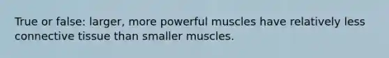 True or false: larger, more powerful muscles have relatively less connective tissue than smaller muscles.