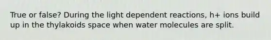 True or false? During the light dependent reactions, h+ ions build up in the thylakoids space when water molecules are split.