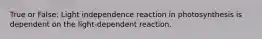 True or False: Light independence reaction in photosynthesis is dependent on the light-dependent reaction.