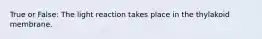 True or False: The light reaction takes place in the thylakoid membrane.