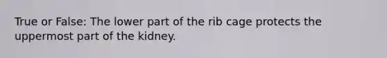 True or False: The lower part of the rib cage protects the uppermost part of the kidney.