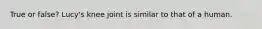 True or false? Lucy's knee joint is similar to that of a human.