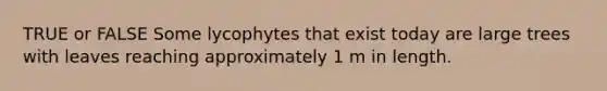 TRUE or FALSE Some lycophytes that exist today are large trees with leaves reaching approximately 1 m in length.