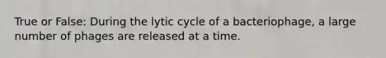 True or False: During the lytic cycle of a bacteriophage, a large number of phages are released at a time.