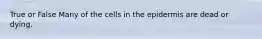 True or False Many of the cells in the epidermis are dead or dying.