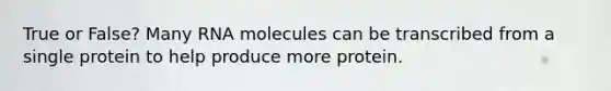 True or False? Many RNA molecules can be transcribed from a single protein to help produce more protein.