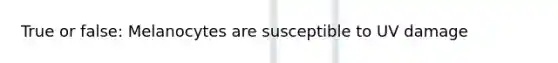 True or false: Melanocytes are susceptible to UV damage