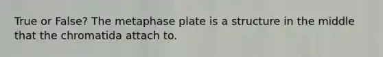 True or False? The metaphase plate is a structure in the middle that the chromatida attach to.