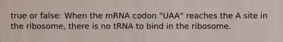 true or false: When the mRNA codon "UAA" reaches the A site in the ribosome, there is no tRNA to bind in the ribosome.