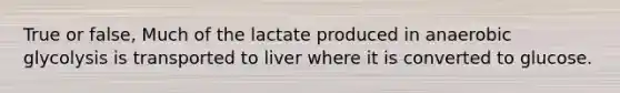 True or false, Much of the lactate produced in anaerobic glycolysis is transported to liver where it is converted to glucose.