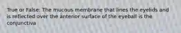 True or False: The mucous membrane that lines the eyelids and is reflected over the anterior surface of the eyeball is the conjunctiva