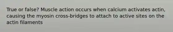 True or false? Muscle action occurs when calcium activates actin, causing the myosin cross-bridges to attach to active sites on the actin filaments