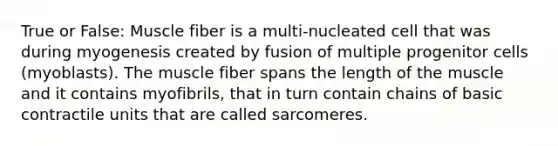 True or False: Muscle fiber is a multi-nucleated cell that was during myogenesis created by fusion of multiple progenitor cells (myoblasts). The muscle fiber spans the length of the muscle and it contains myofibrils, that in turn contain chains of basic contractile units that are called sarcomeres.