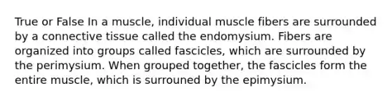 True or False In a muscle, individual muscle fibers are surrounded by a connective tissue called the endomysium. Fibers are organized into groups called fascicles, which are surrounded by the perimysium. When grouped together, the fascicles form the entire muscle, which is surrouned by the epimysium.