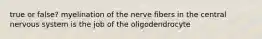 true or false? myelination of the nerve fibers in the central nervous system is the job of the oligodendrocyte