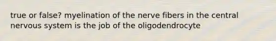 true or false? myelination of the nerve fibers in the central nervous system is the job of the oligodendrocyte