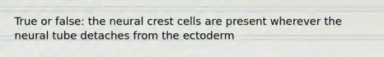 True or false: the neural crest cells are present wherever the neural tube detaches from the ectoderm