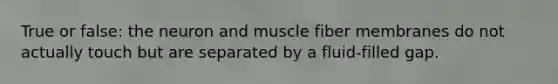 True or false: the neuron and muscle fiber membranes do not actually touch but are separated by a fluid-filled gap.