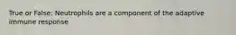 True or False: Neutrophils are a component of the adaptive immune response