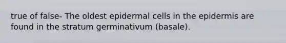 true of false- The oldest epidermal cells in <a href='https://www.questionai.com/knowledge/kBFgQMpq6s-the-epidermis' class='anchor-knowledge'>the epidermis</a> are found in the stratum germinativum (basale).