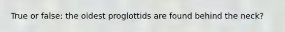 True or false: the oldest proglottids are found behind the neck?