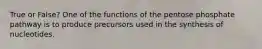 True or False? One of the functions of the pentose phosphate pathway is to produce precursors used in the synthesis of nucleotides.