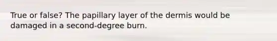 True or false? The papillary layer of the dermis would be damaged in a second-degree burn.