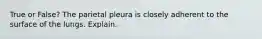 True or False? The parietal pleura is closely adherent to the surface of the lungs. Explain.