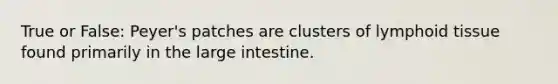 True or False: Peyer's patches are clusters of lymphoid tissue found primarily in the large intestine.