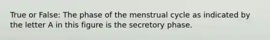 True or False: The phase of the menstrual cycle as indicated by the letter A in this figure is the secretory phase.