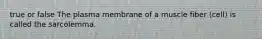 true or false The plasma membrane of a muscle fiber (cell) is called the sarcolemma.