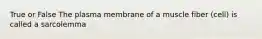 True or False The plasma membrane of a muscle fiber (cell) is called a sarcolemma