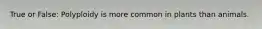 True or False: Polyploidy is more common in plants than animals.