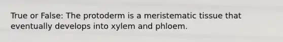 True or False: The protoderm is a meristematic tissue that eventually develops into xylem and phloem.