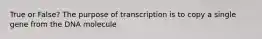 True or False? The purpose of transcription is to copy a single gene from the DNA molecule