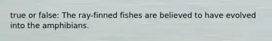 true or false: The ray-finned fishes are believed to have evolved into the amphibians.