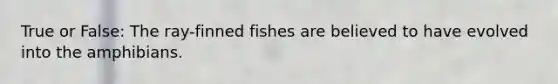 True or False: The ray-finned fishes are believed to have evolved into the amphibians.