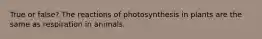 True or false? The reactions of photosynthesis in plants are the same as respiration in animals.