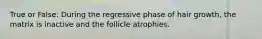 True or False: During the regressive phase of hair growth, the matrix is inactive and the follicle atrophies.