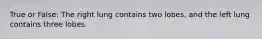 True or False: The right lung contains two lobes, and the left lung contains three lobes.