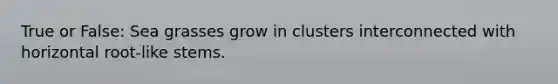 True or False: Sea grasses grow in clusters interconnected with horizontal root-like stems.