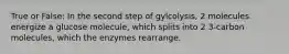 True or False: In the second step of gylcolysis, 2 molecules energize a glucose molecule, which splits into 2 3-carbon molecules, which the enzymes rearrange.