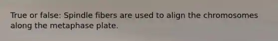 True or false: Spindle fibers are used to align the chromosomes along the metaphase plate.